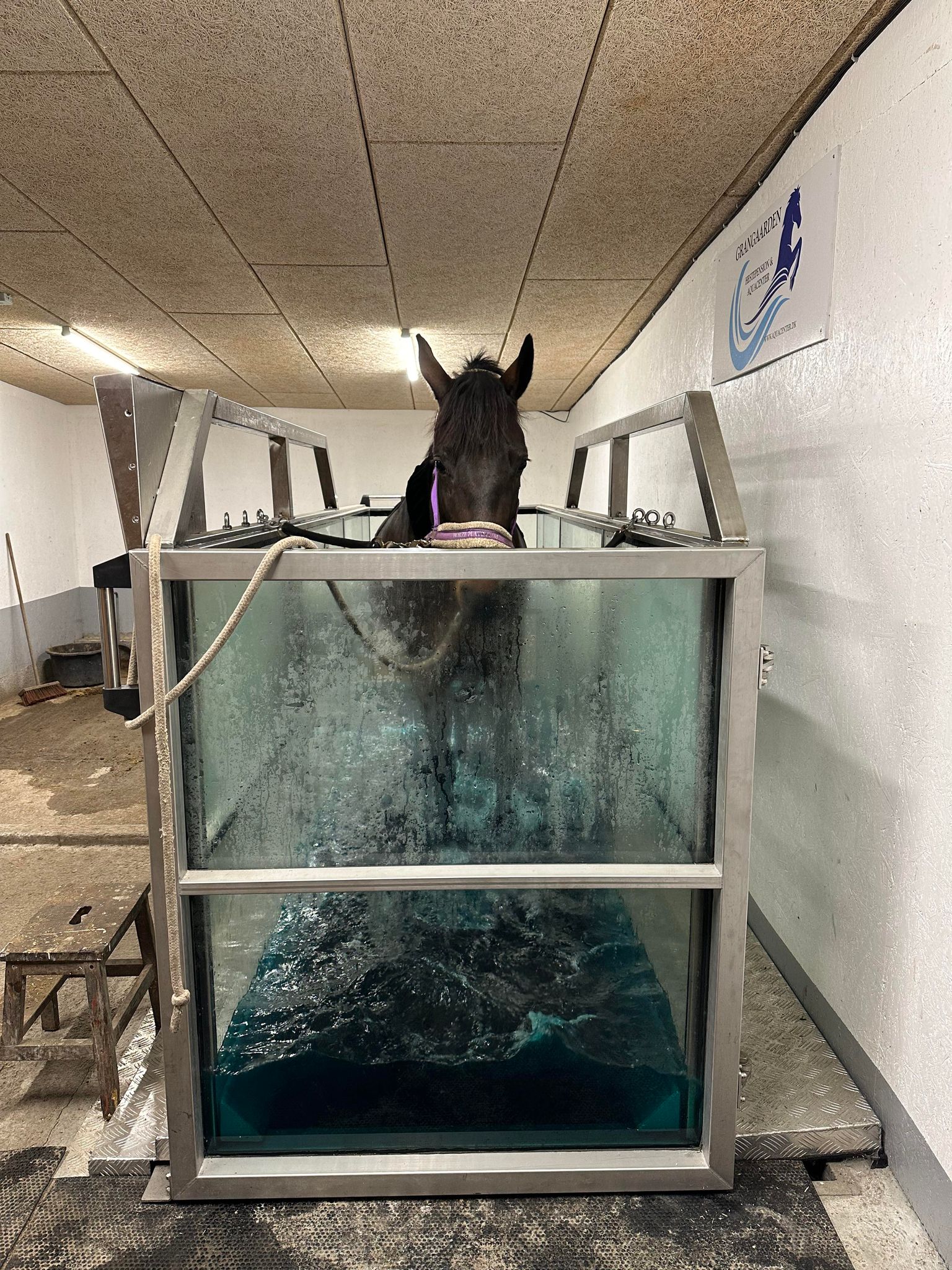 Hest under aquatræning i Grangaardens Wellness Center