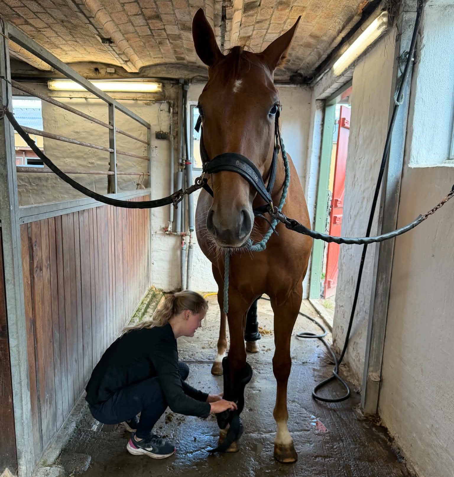Hest og rytter i stalden på Grangaarden