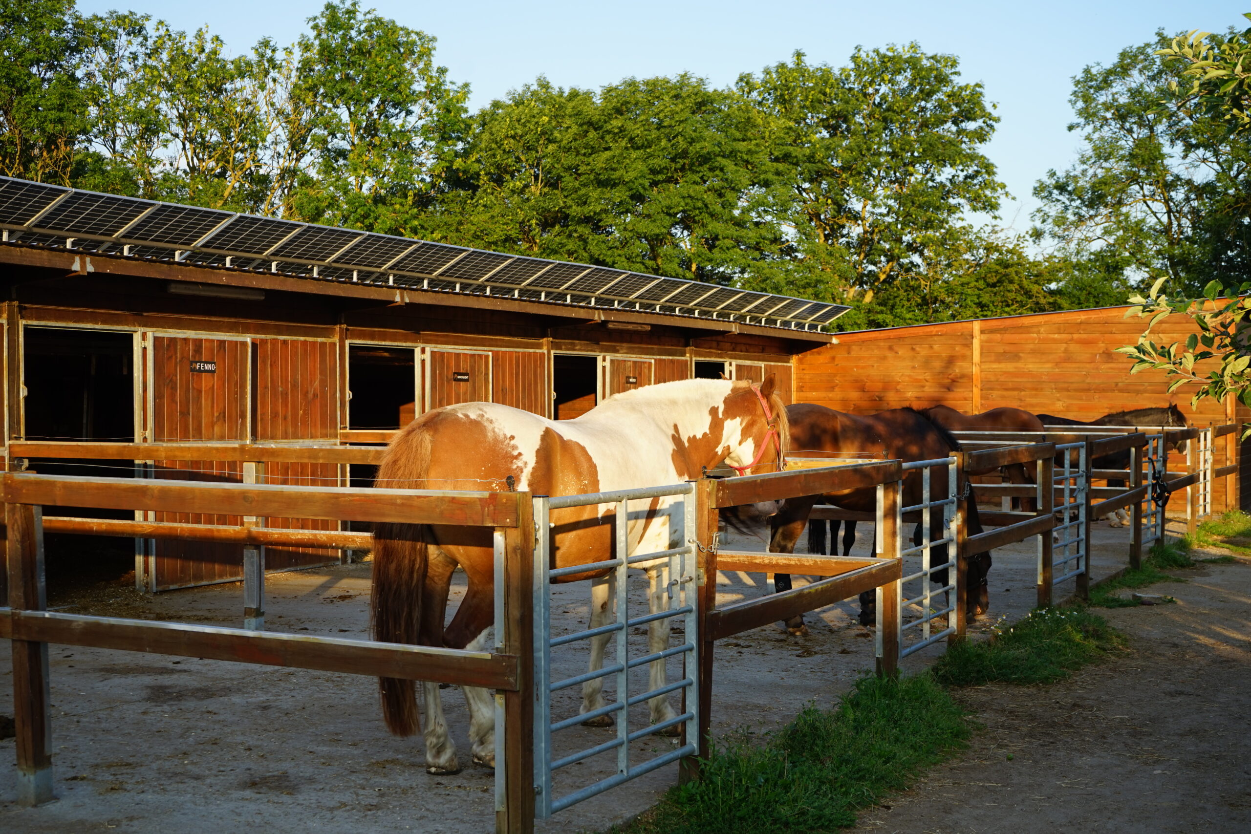 Hest i privat paddock foran Grangaardens udebokse