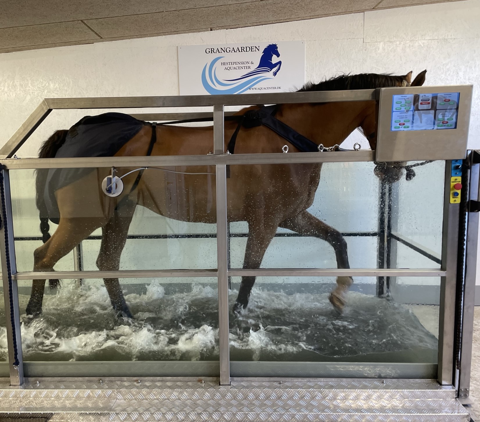 Hest træner på vandbånd i Grangaardens Wellness Center