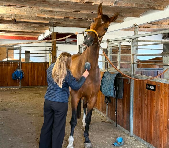 Hest ordnes på staldgangen på Grangaarden